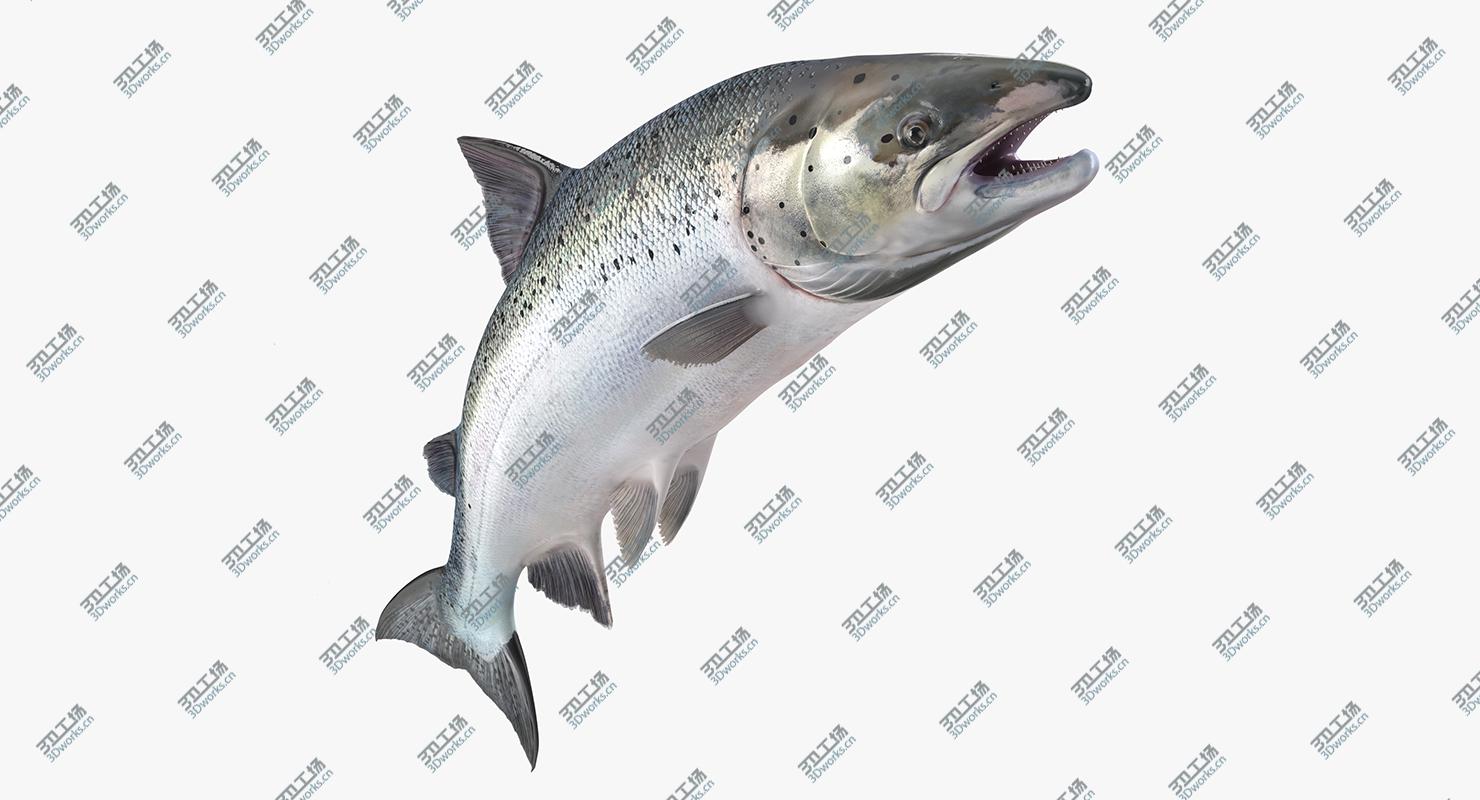 images/goods_img/202105072/Atlantic Salmon Fish Attacks/2.jpg